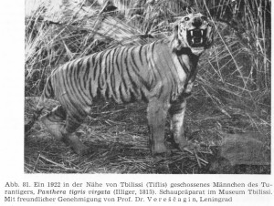 Caspian Tiger | Extinct Animals
