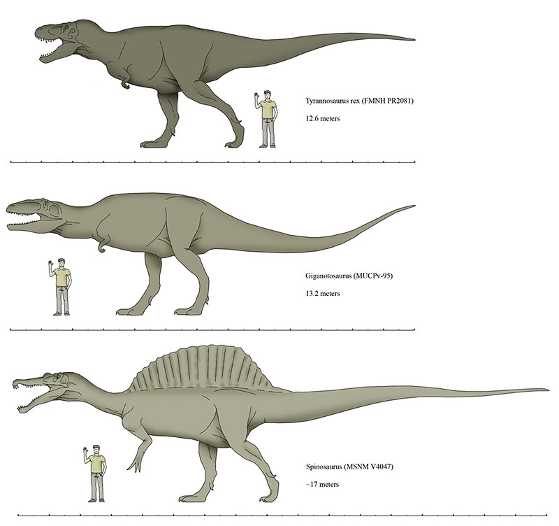 Giganotosaurus | Extinct Animals - Giganotosaurus Vs T Rex Size