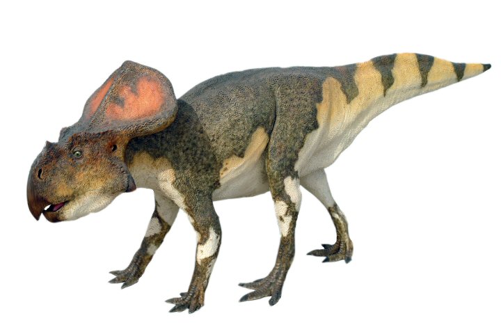 Resultado de imagem para protoceratops