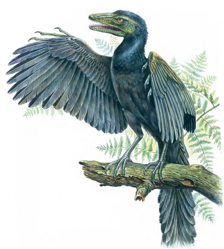 Archaeopteryx-Bird.jpg