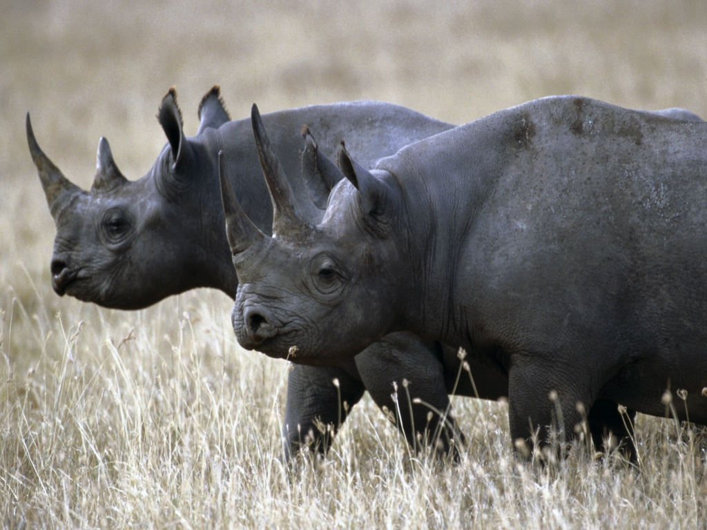 West African Black rhino Facts, Habitat, Last Sightings, Pictures and Diet