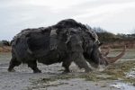 Woolly rhino Facts, Habitat, Pictures and Range