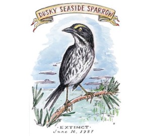 Dusky Seaside Sparrow Pictures