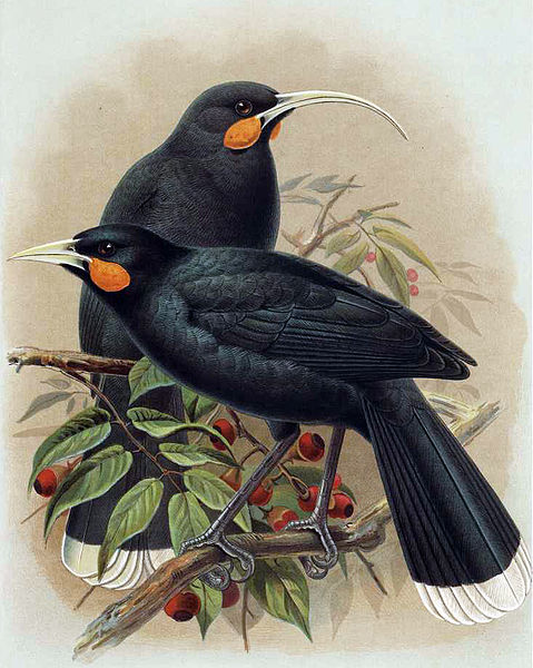 Huia Bird Facts, Habitat, Pictures and Diet