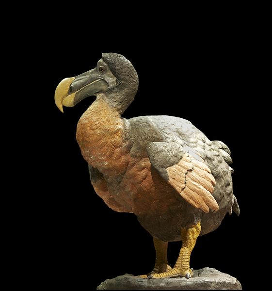    https://www.extinctanimals.org/wp-content/uploads/2015/07/Pictures-of-Dodo-Birds.jpg    