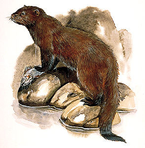 Sea Mink Facts, Habitat, Pictures and Diet