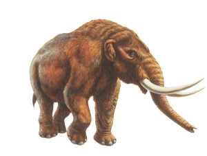 mastodon mammut skull tusks mastodonte mammoth extinct dinosaure mastadon extinctanimals tooth elefantes cladograma mammouth unearthed facts mastodontes