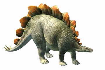 Stegosaurus Facts, Plate, Behavior, Characteristics and ...