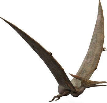 10 Interesting Pterodactyl Facts