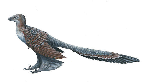 Microraptor-Images.jpg