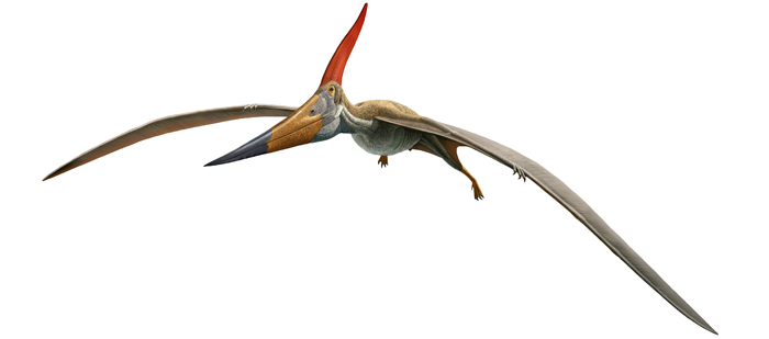[Image: Pteranodon-Images.jpg]