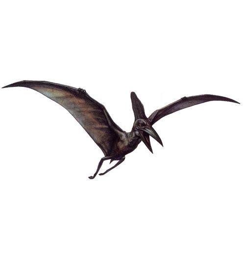 Pteranodon 