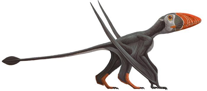 Pterodactyl Facts, Pictures & Information: Prehistoric Flying Reptile