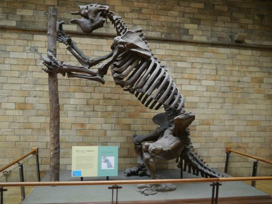 Megatherium Fossil