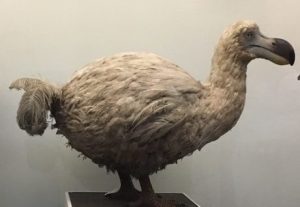 Dodo Extinct