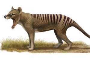 Tasmanian tiger Extinct
