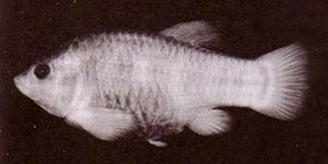 Tecopa Pupfish Extinct Fish