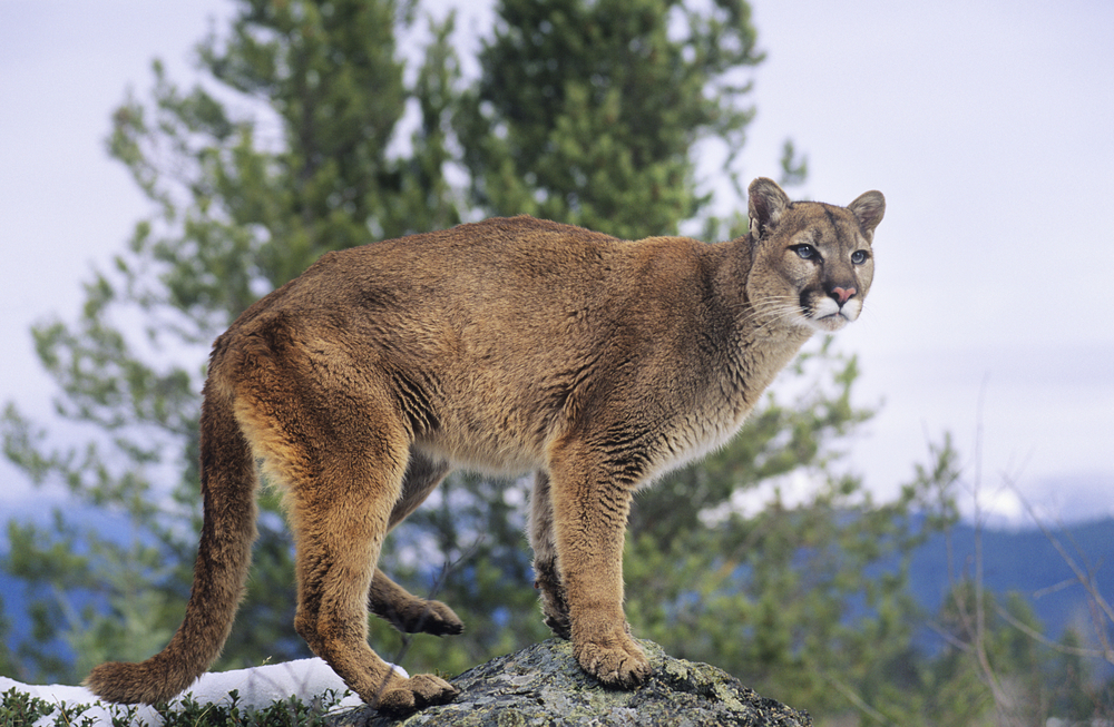 Eastern Cougar Facts, Habitat, Diet 