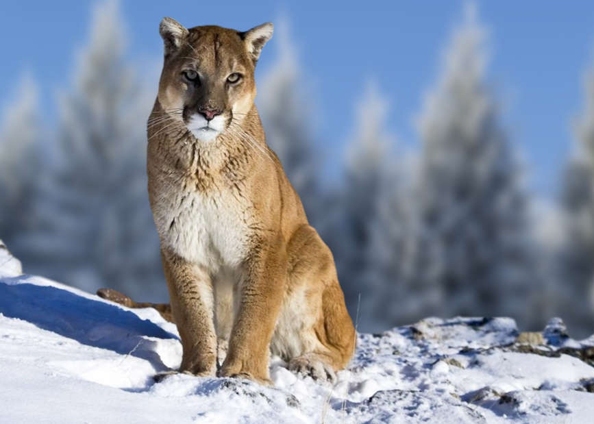 eastern puma has officially been pronounced extinct