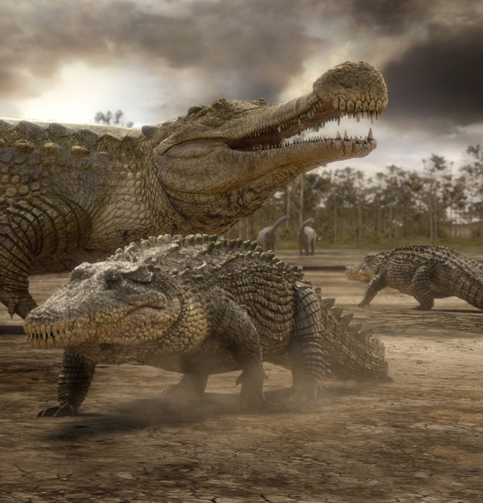 Sarcosuchus Facts, Size, Habitat, Diet, Fossils, Pictures