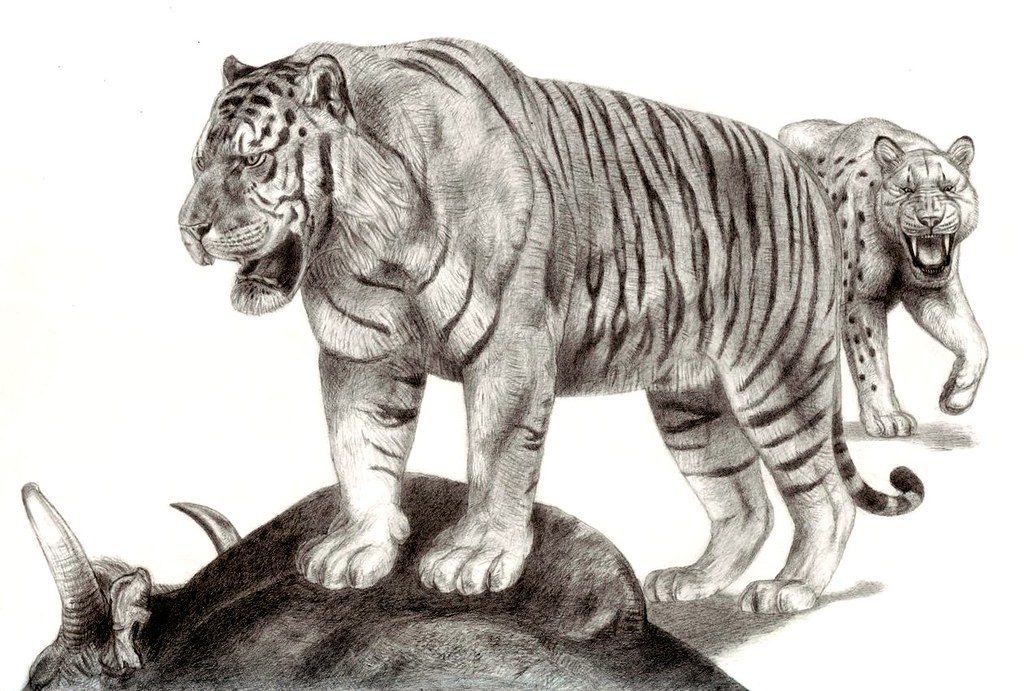 Trinil tiger
