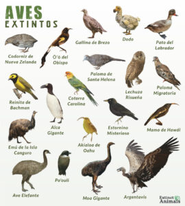Aves Extintos