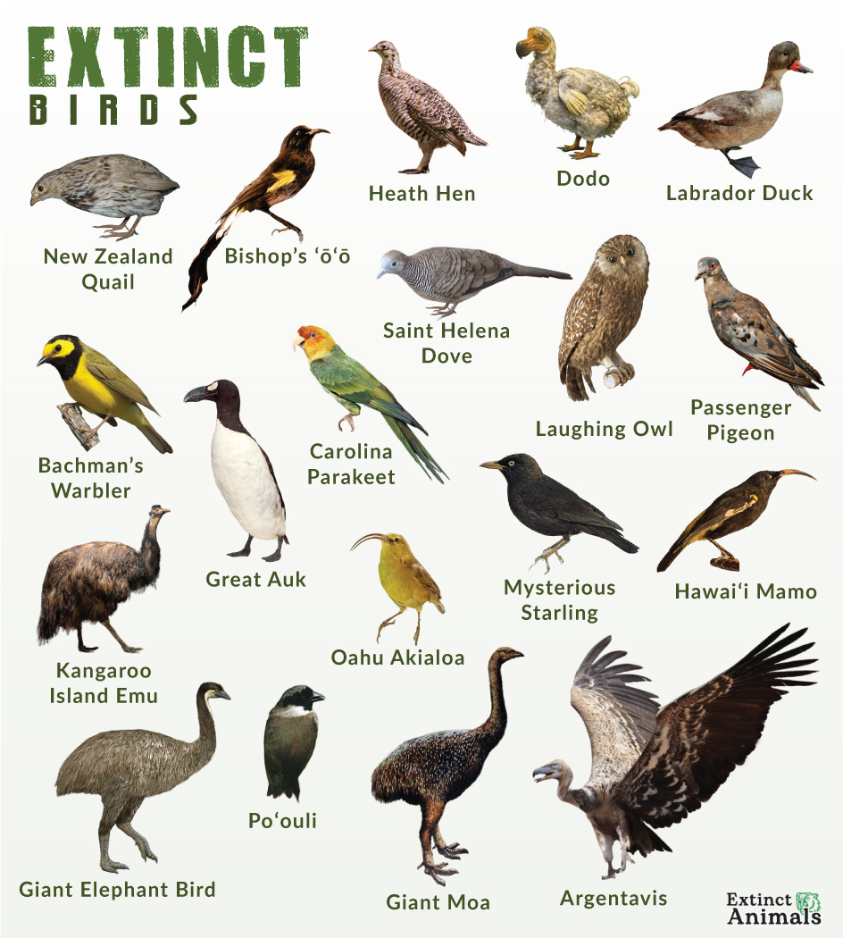 Extinct Birds