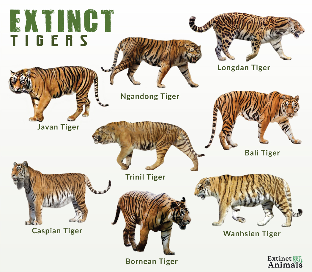 Extinct Tigers