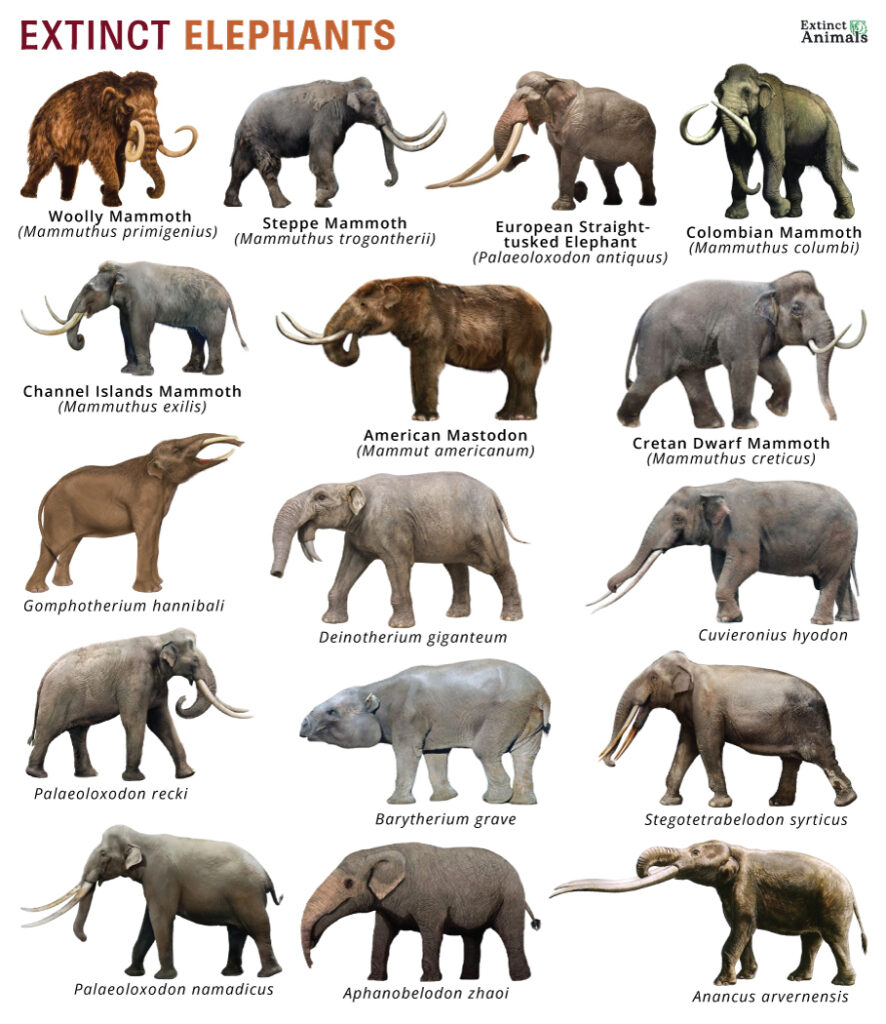 Extinct Elephants