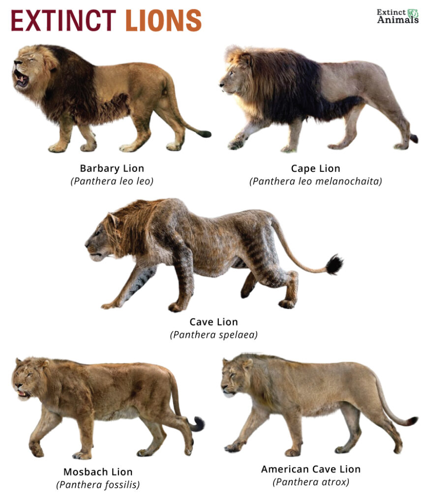 Extinct Lions