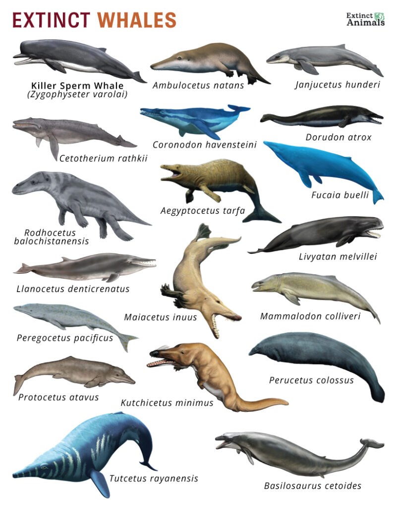 Extinct Whales