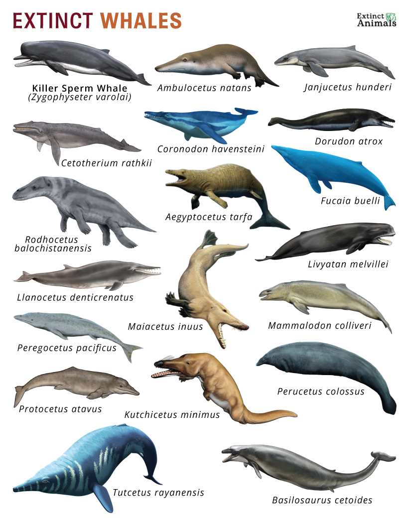 Extinct Whales – Facts, List, Pictures