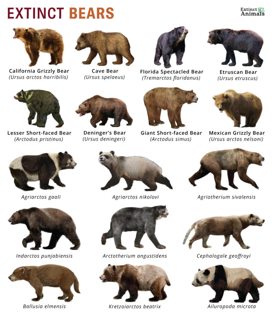Extinct Bears